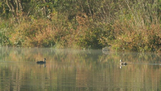 Two ducks peacefully swimming on a calm lake