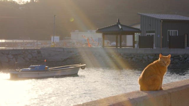 Cat lounging by the calming seaside at sunset