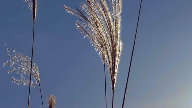 Sunlight Filtering Through Autumn Reeds