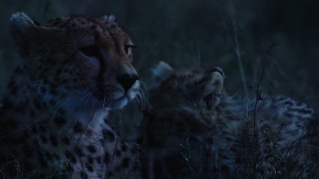 Cheetah and Cubs Resting at Twilight