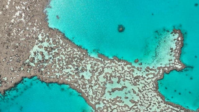 Emerald corals embroidered on the vast sea