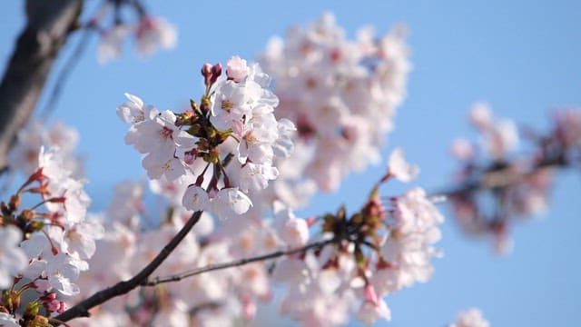 Cherry blossoms blooming under a clear sky