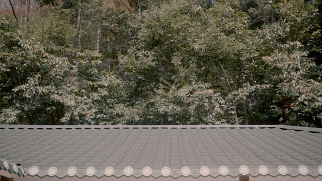 Dense Forest behind the Tile Roof