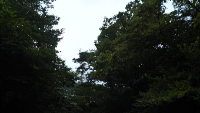 Stream in a valley flowing through a lush green forest