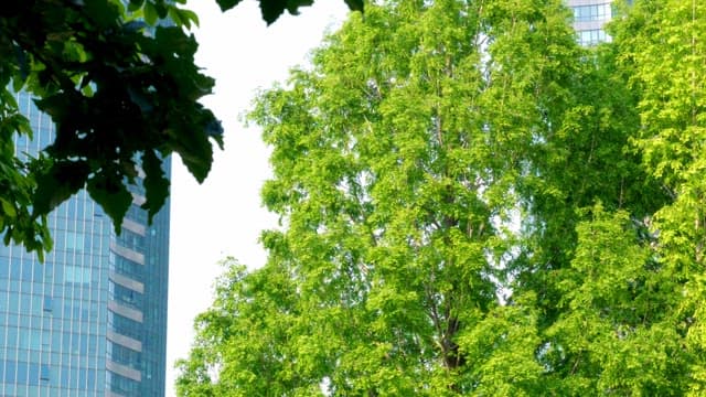 Green trees with a city building backdrop