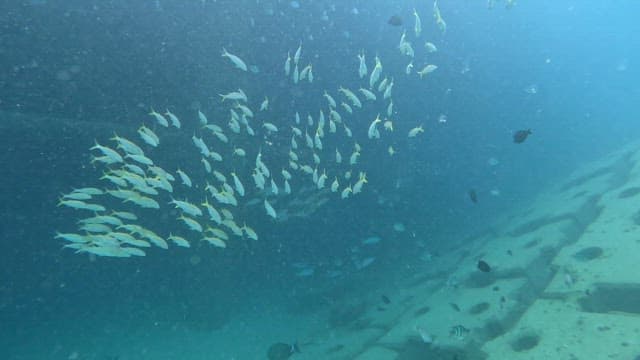 School of fish swimming underwater