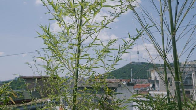 Urban Landscape throgh the Bamboo