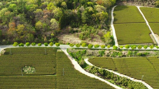 Large Green Tea Field on a Sunny Day