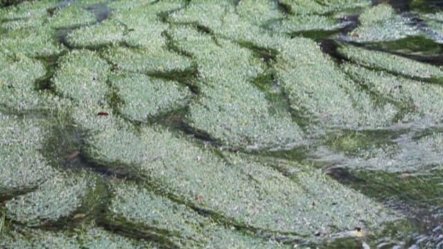Green algae floating on water