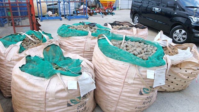 Large bags of harvested potatoes