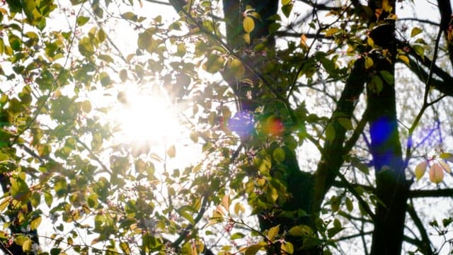 Sunlight streaming through the tree leaves in the forest