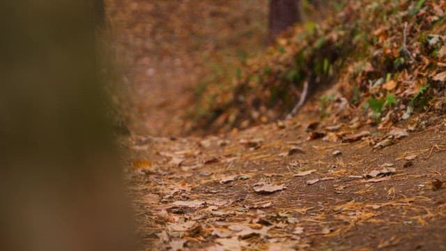 A Walk Down the Forest Path