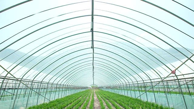 Chives growing well in the greenhouse