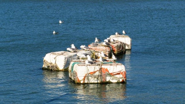 Birds perched on floating buoys in the water