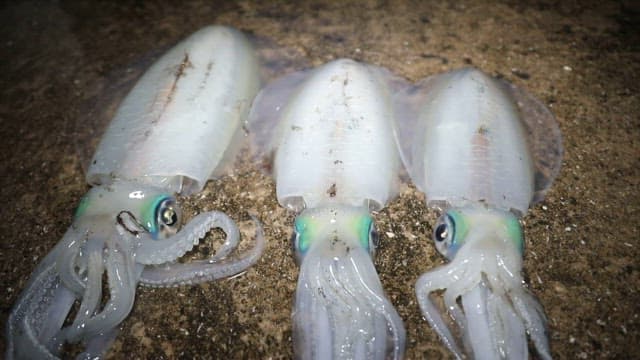 Three squids resting on a rocky surface at night