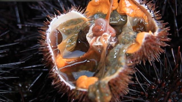Person preparing fresh sea urchin