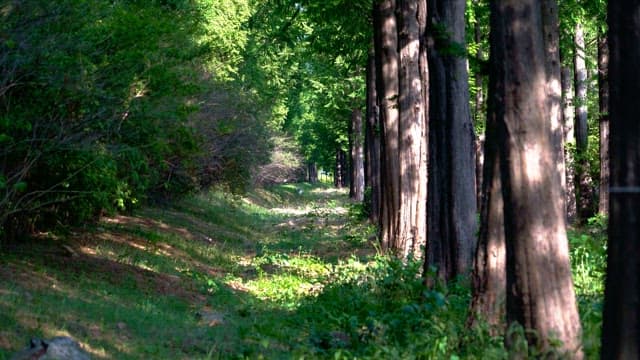 Sunlit forest path surrounded by tall trees