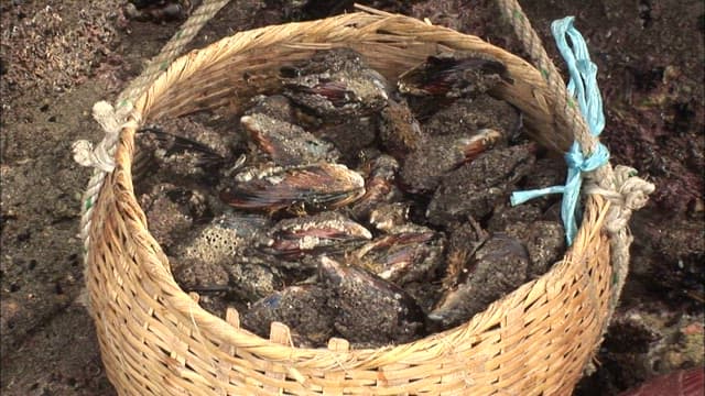 A Basket Full of Freshly Harvested Mussels