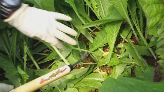 Harvesting fresh green vegetables with a hoe in a garden