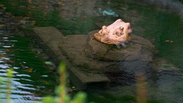 Frogs Resting on Rock in Tranquil Pond