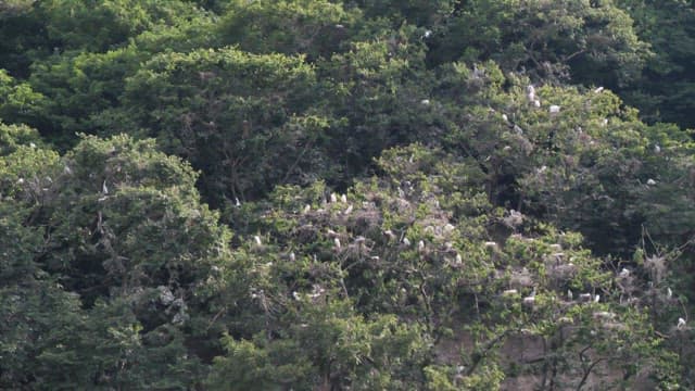Birds nesting in a dense forest