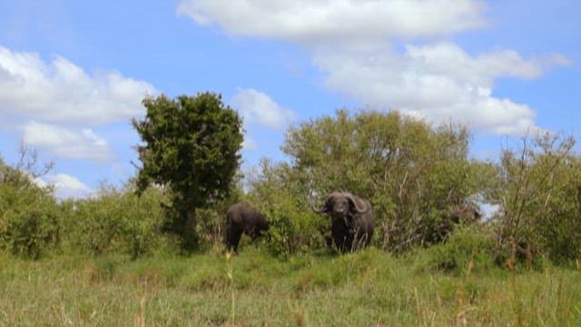 African buffaloes grazing in the savannah