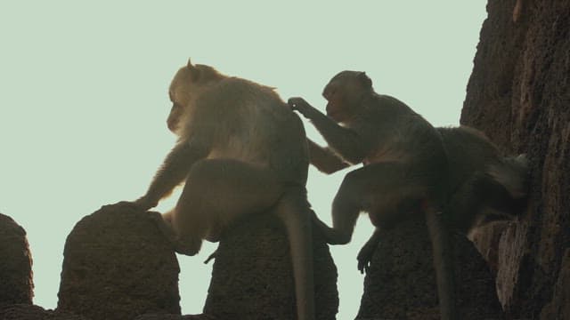 Monkeys Grooming Each Other on the Rocks