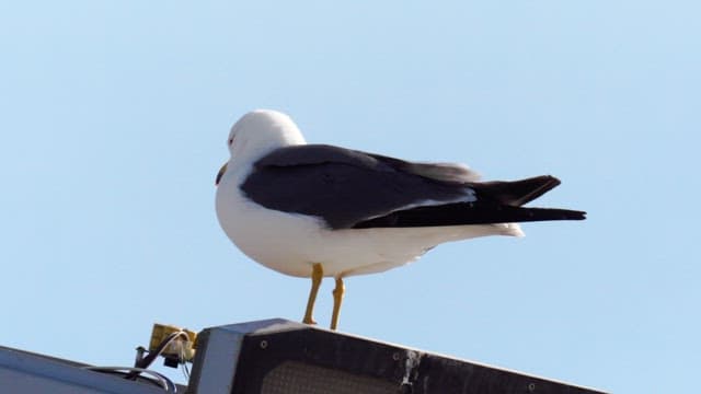 Seagull perched on a streetlamp on a sunny day