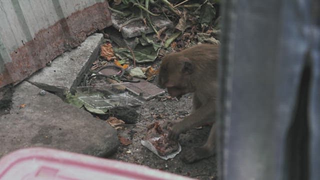 Monkey Rummaging through Trash on the Street