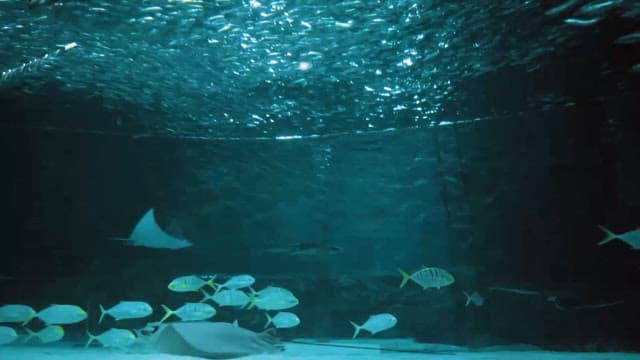 School of fish swimming in an aquarium