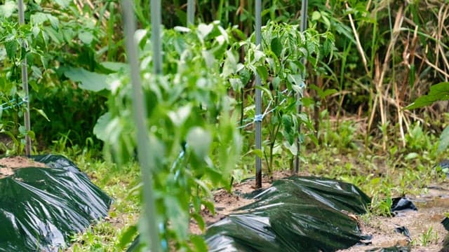 Pepper leaves growing in a plastic-covered garden on a rainy day