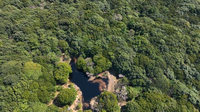 Aerial view of a dense forest with a pond