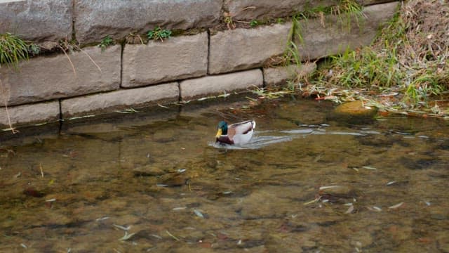 Duck swimming in a clear stream