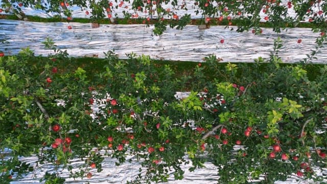 Apple orchard with red apples and green fields