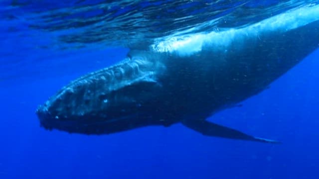 Majestic Whale Swimming Under Ocean Surface