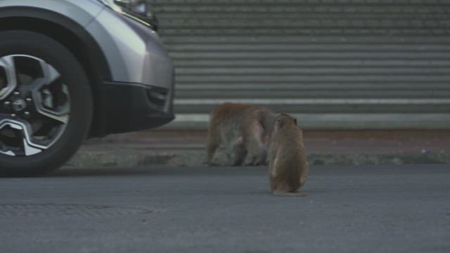 Monkeys on a Busy Street as Vehicles Drive by