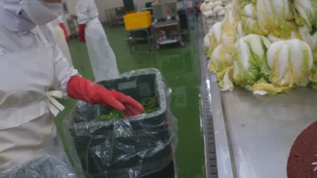 Workers in a factory preparing ingredients for kimchi, handling vegetables with care utilizing prote