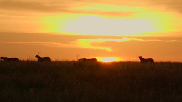 Silhouetted Wildlife at Sunrise