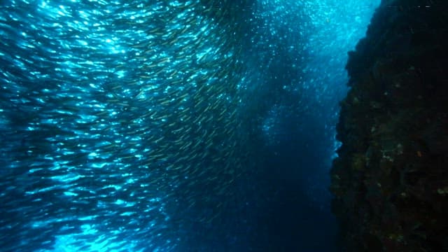 School of Fish Swimming by Coral Reef