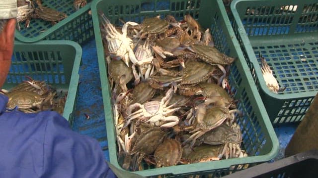 Workers Sorting Freshly Caught Crabs