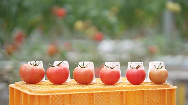 Fresh Tomates on Yellow Basket