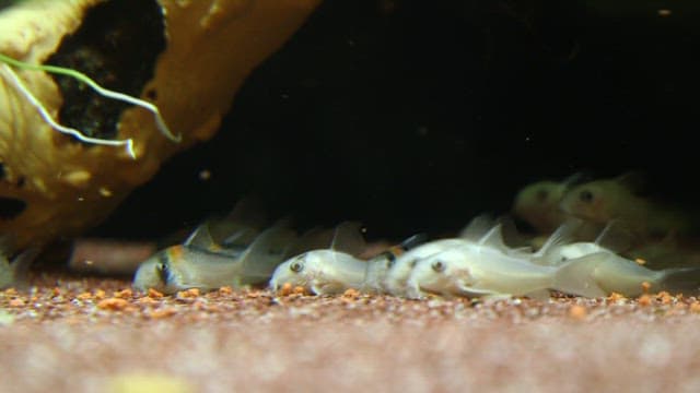 Small fish feeding at the bottom of the aquarium