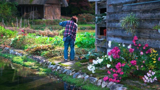 Gardener tending to plants by a wooden shack