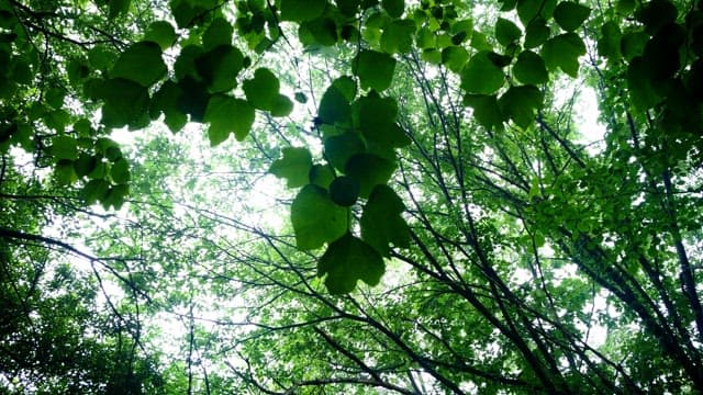 Forest full of fresh green leaves on a sunny day