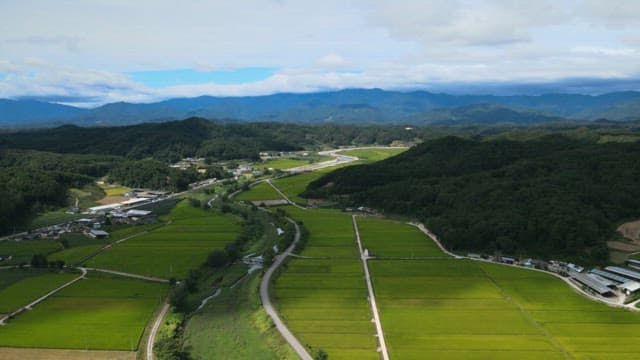 Aerial view of green rice fields and mountains