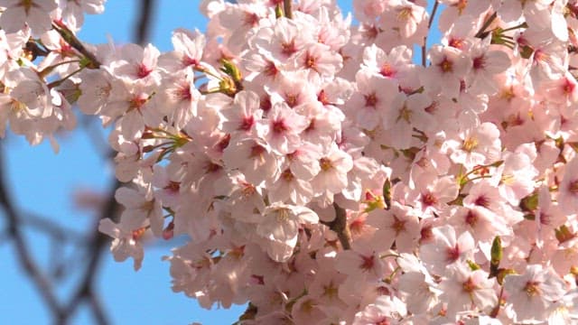 Blossoming pink cherry blossoms on a sunny day