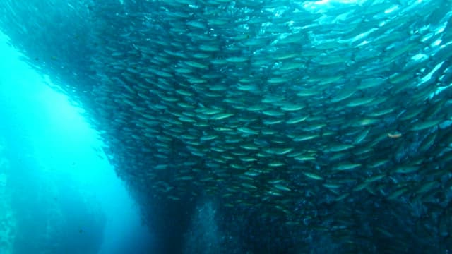 School of fish swimming underwater