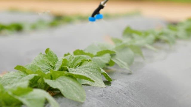 Water sprinkling over fresh lettuce plants
