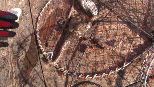 Octopus in a fishing net