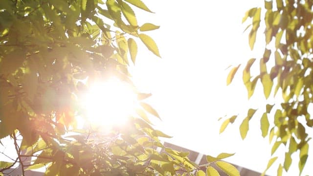 Sunlight streaming through tree leaves on a bright day